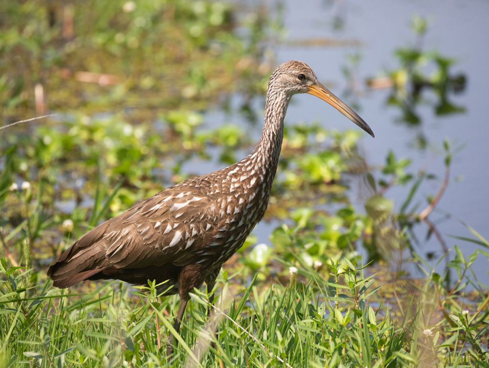 Limpkin, what a crazy surprise at the end of our tour! © Erik Bruhnke